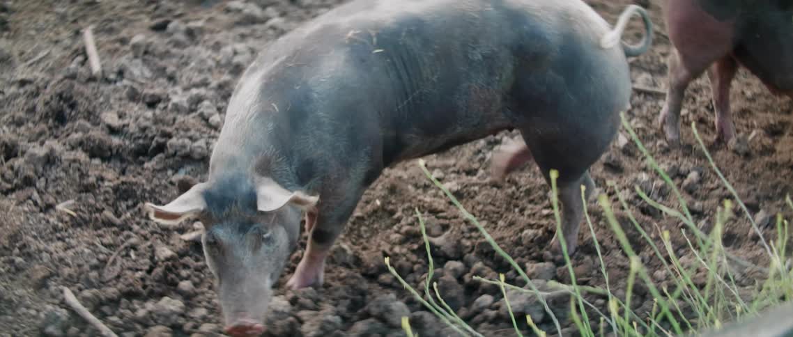 A small gray pig with one eye closed shut grazes in a dirt field near a fence