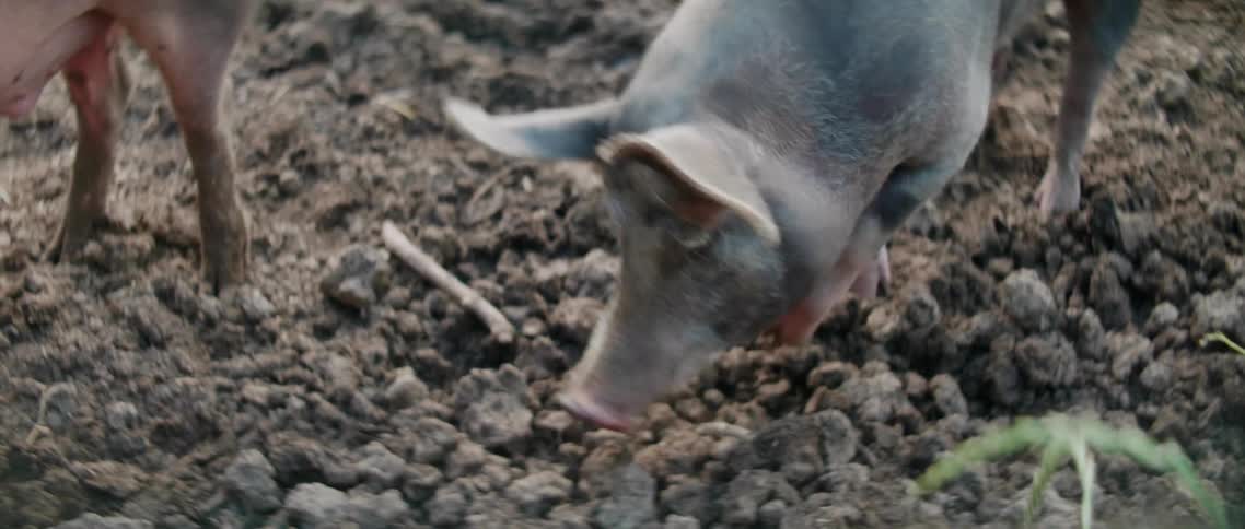 Pig roots in mud and yawns