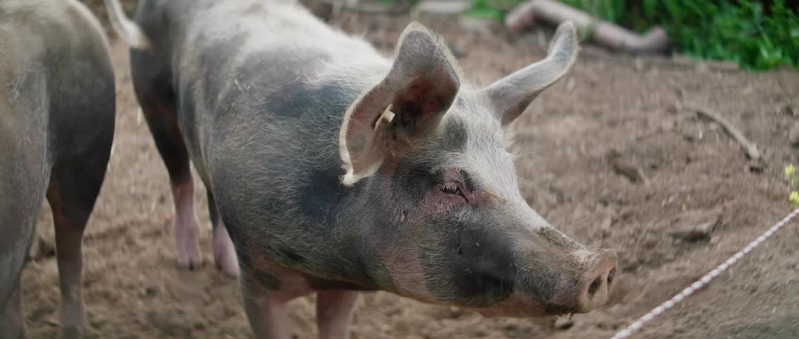 Pigs are walking around a farm in spring