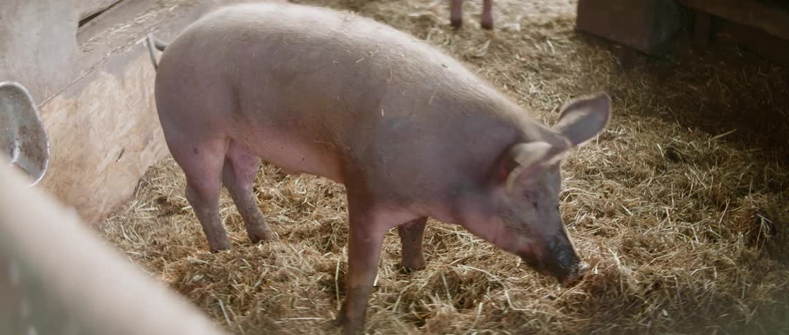 Pink pigs walks around and eat straw in pig farm