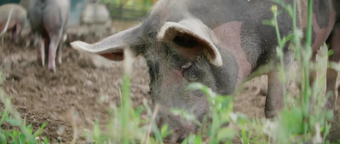 Pigs in a pig pen digging in the dirt and mud with plants in the foreground