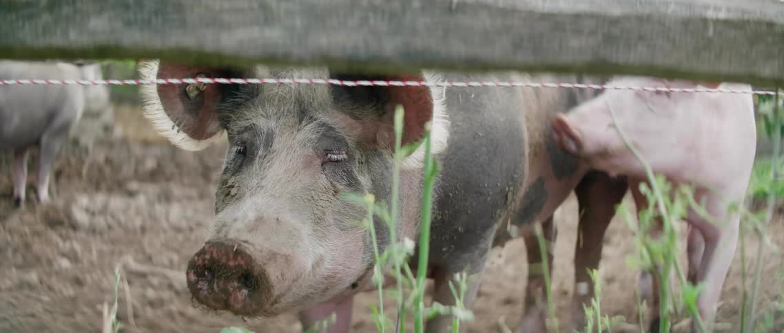 Pigs in a pen on a farm