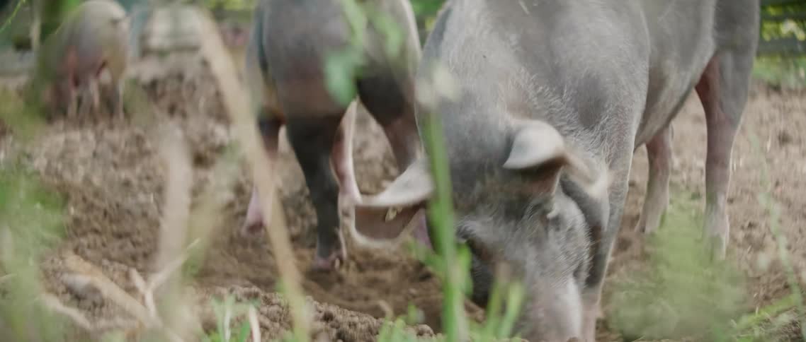 Two pigs are eating outdoors