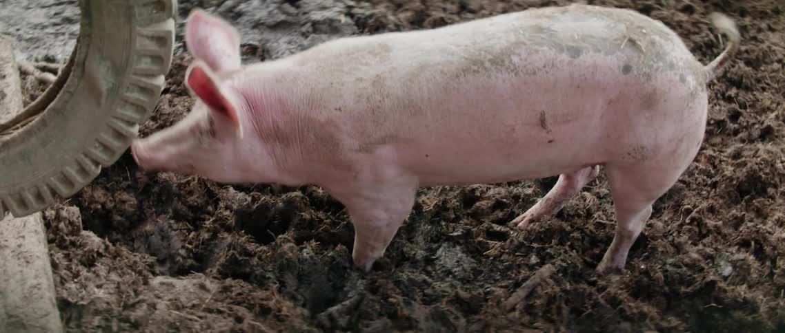 A pink pig walks around in muddy pig farm