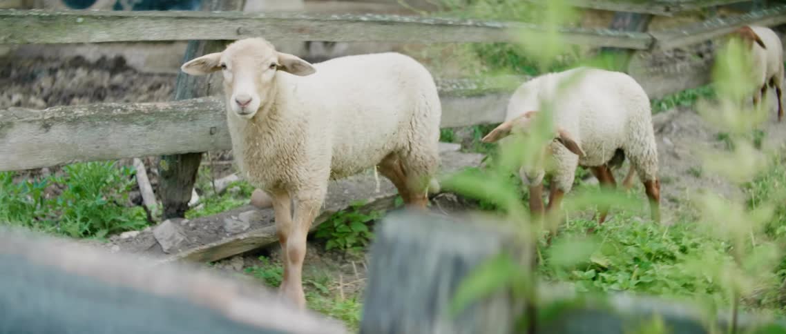 Sheep in a pen next to a pen with a pig on a farm