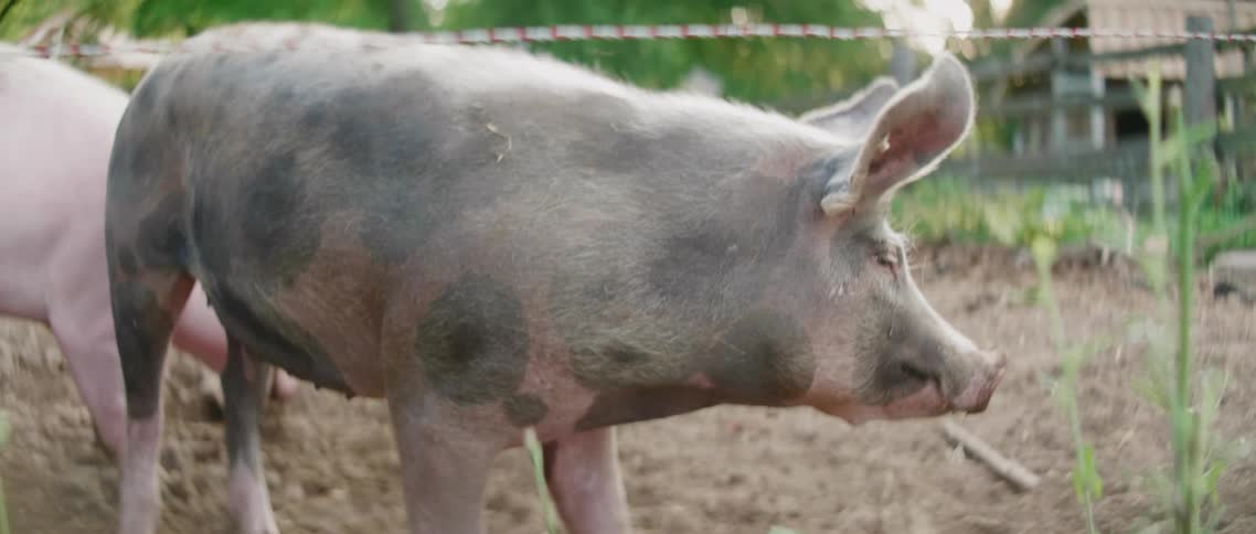 Pink pigs look for fodder in pig farm