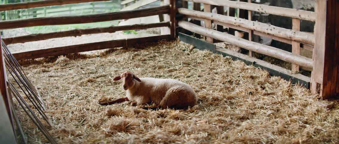 A sheep lying in a pen on a farm