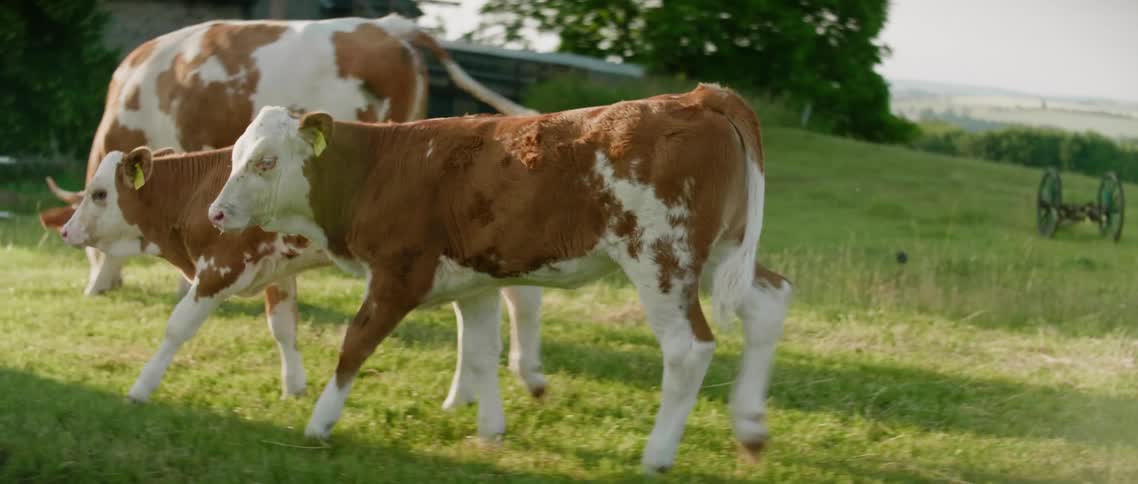 A group of cattle is walking on a farm