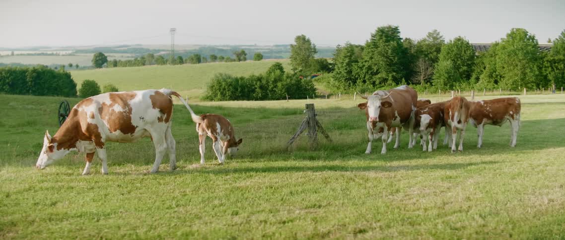 Cows and calves graze in the meadow