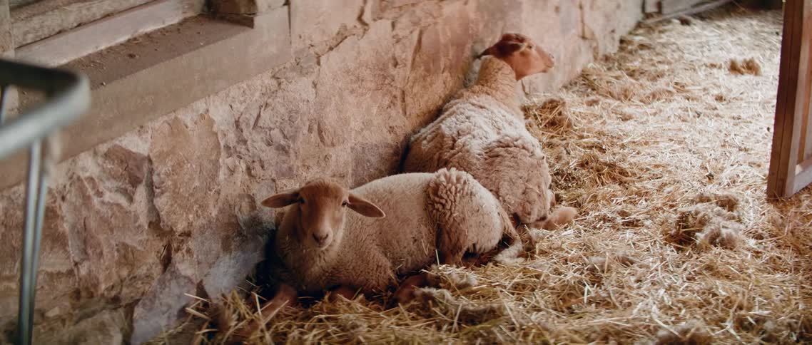Two sheep lay on the hay in a barn