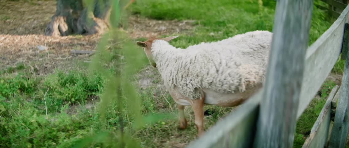 Sheep walking through pasture