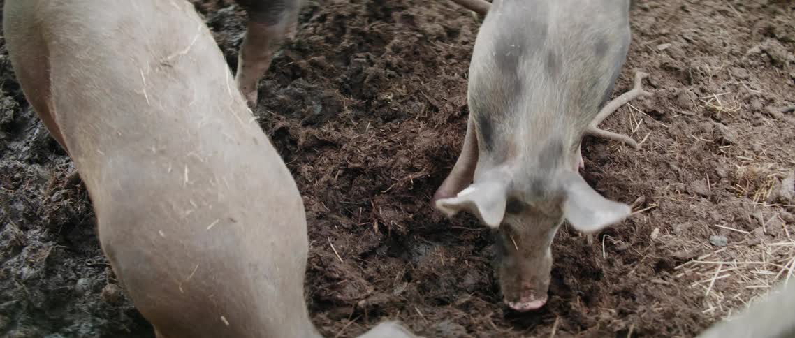 Three pigs in a pig pen digging through dirt and mud