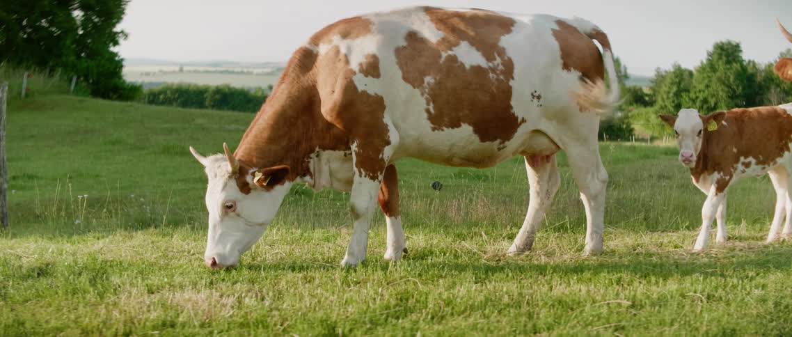 Cows grazing in a field