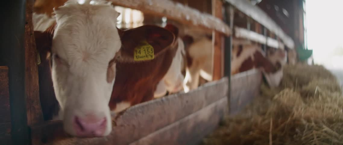 Brown and white cows chew on hay from behind a wooden fence