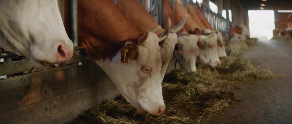 Cows eating hay inside barn