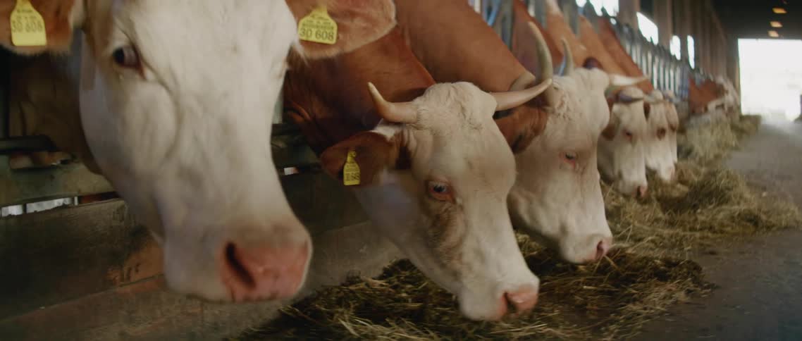 Cows in a pen grazing