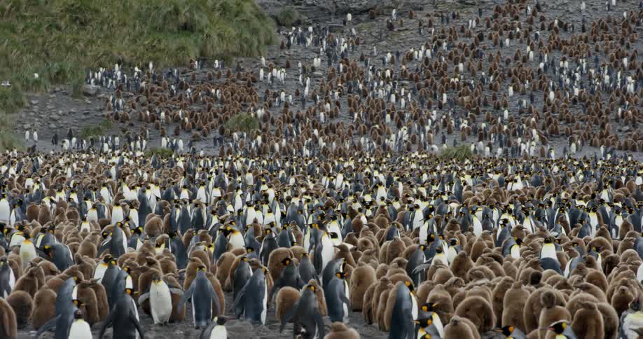 A group of penguins are outdoors in their natural habitat