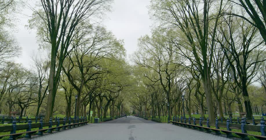 Person walks along empty long tree lined avenue