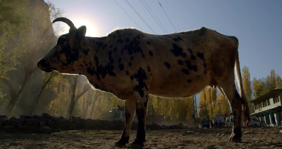 Silhouette of a cow standing on the dirt next to a road at sunset