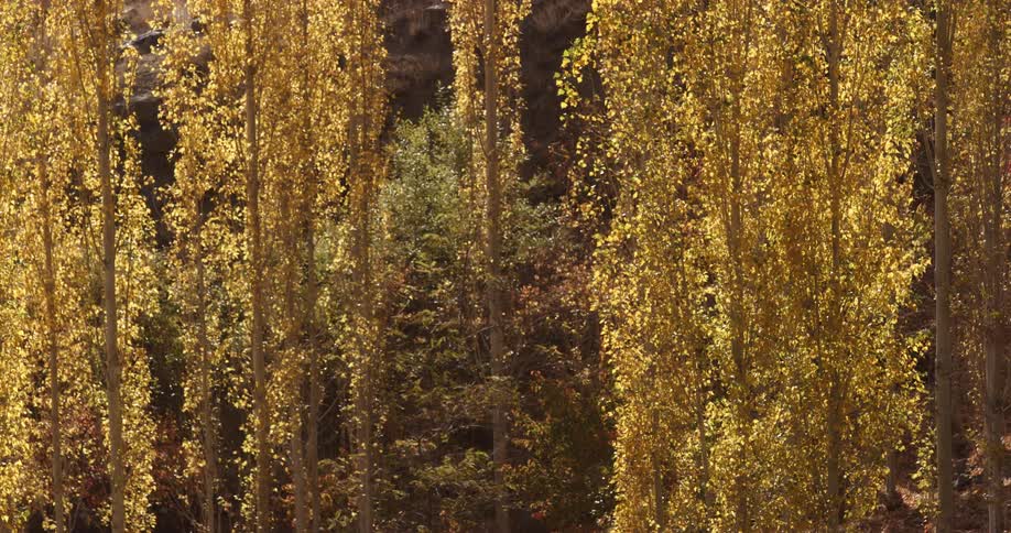 Yellow leaves on the trees in a woodland rustle in the breeze during the day