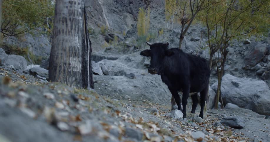 A large black bull with horns is walking on a rocky hillside with trees