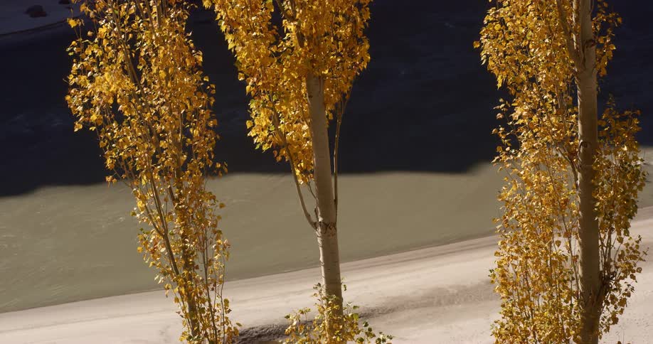 Small trees with yellowing leaves stand on a sandy beach during the day