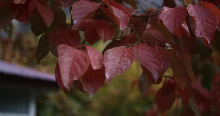 Building roof can be seen past red fall leaves