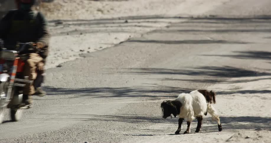 A small goat standing next to a road while a motorcycle passes by