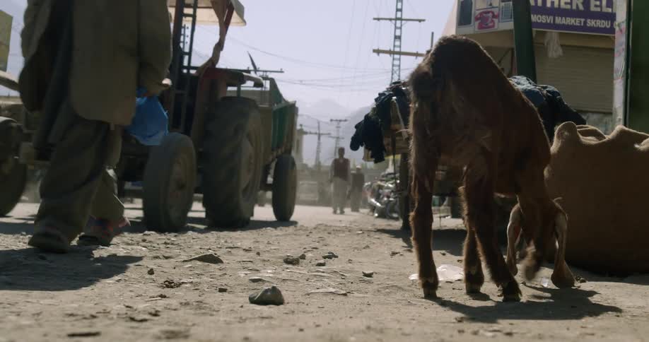 Goat eating on the dirt near the traffic on the street of a third world country town