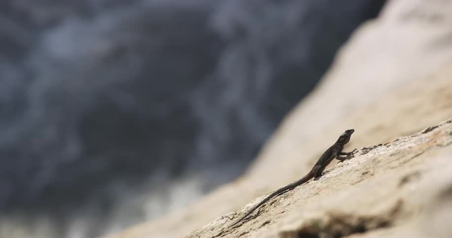A lizard basking on a rock with a river with water in the background