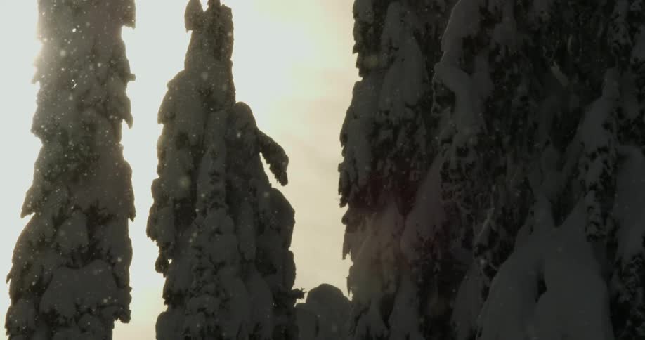 Snow covers conifer trees as snowflakes fall against clear sky