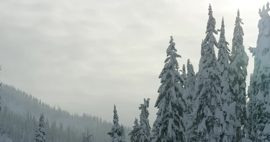 Snow falls from a cloudy sky onto an evergreen forest on a mountain slope