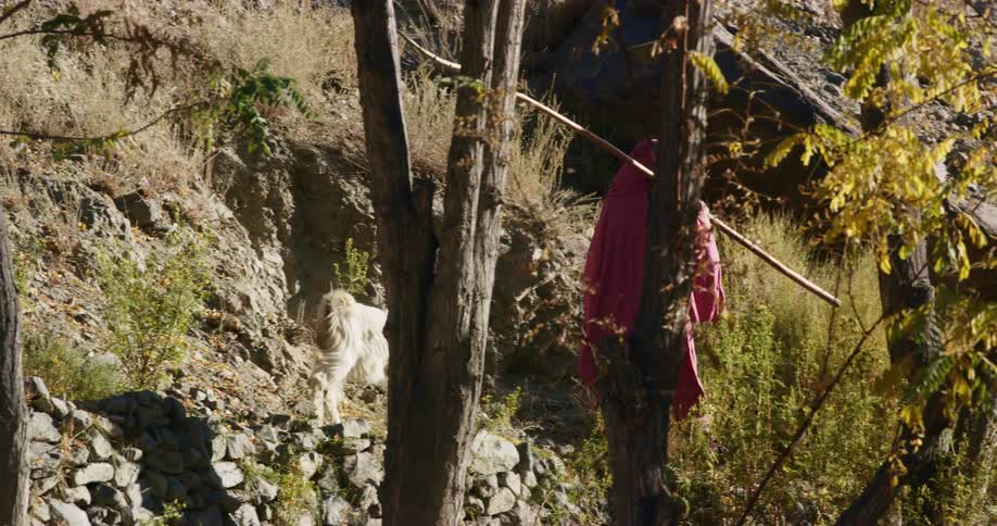 A person carrying a long stick walks on the side of a hill as a goat follows close behind