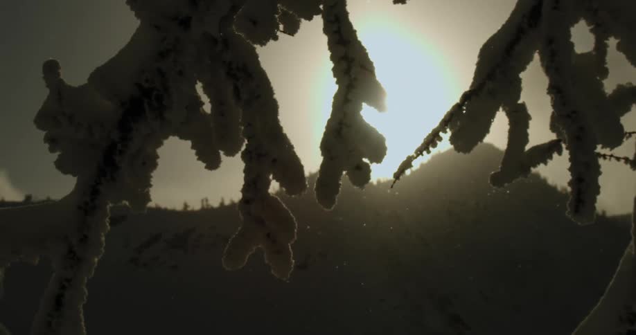 Sunlight filters through the frozen branches of a pine tree in the mountains at sunset