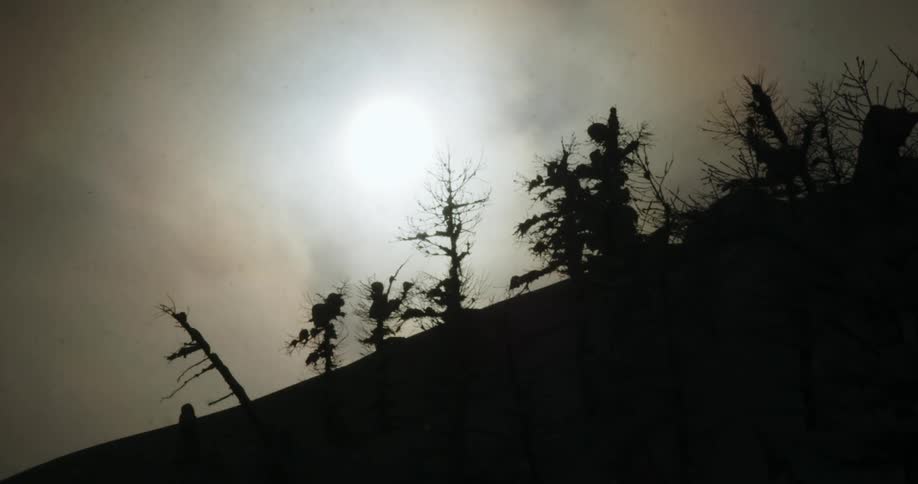 Sun shines through conifer forest on mountain slope turning trees into silhouettes