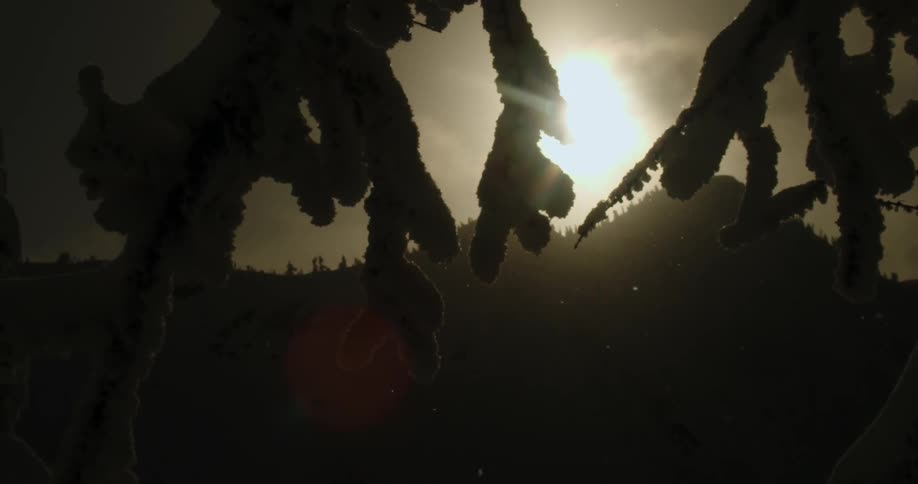 Sun casts mountains and nearby leaves into silhouette