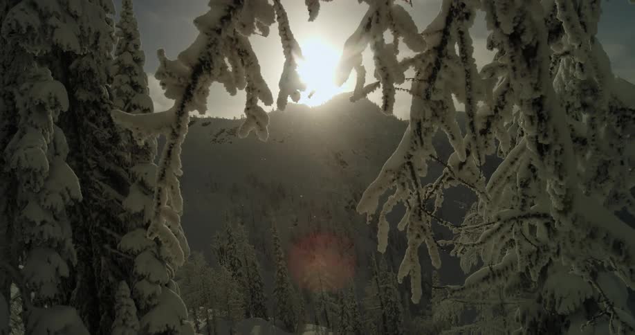 Snow covered and outlined tree branches with the sun glowing above a mountain ridge as it snows