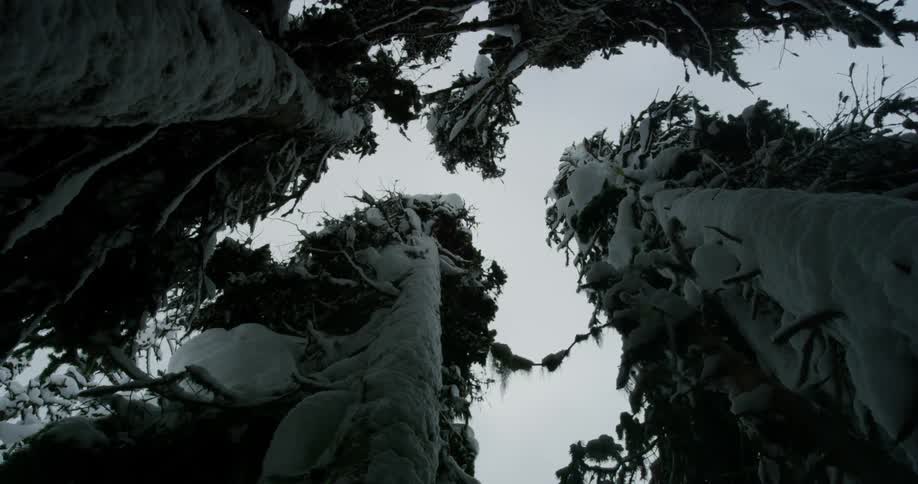 Tall snowy trees against the cloudy sky in the forest