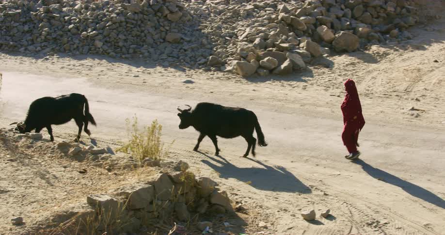 A woman walks down a road behind two bulls