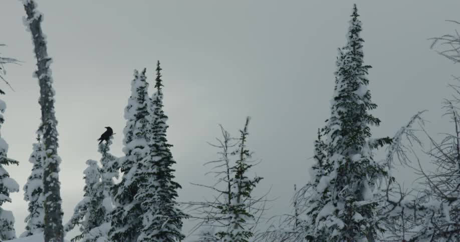 Crow stands on the top of a snow covered pine tree at sunset