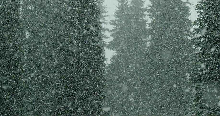 Snowflakes fall from the sky with tall trees in the background