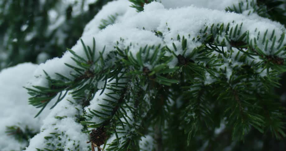 Snow is covering the pine trees