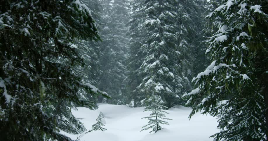 Snow falls on a small clearing in an evergreen woodland during the day