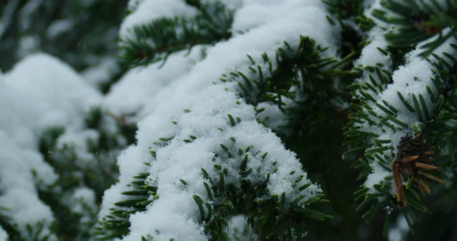 Snow falling on pine trees in a forest