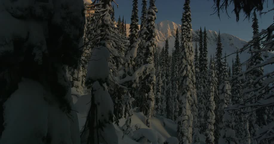 A snow covered forest glistens near a icy snow covered mountain peak