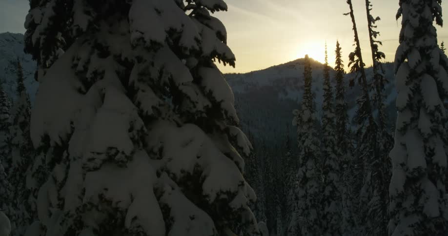 The sunlight peaks over a mountain onto the snow covered trees of an evergreen forest