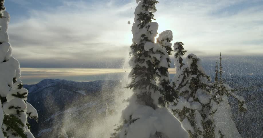 A skier knocks against a tree as they fall through the air towards the ground