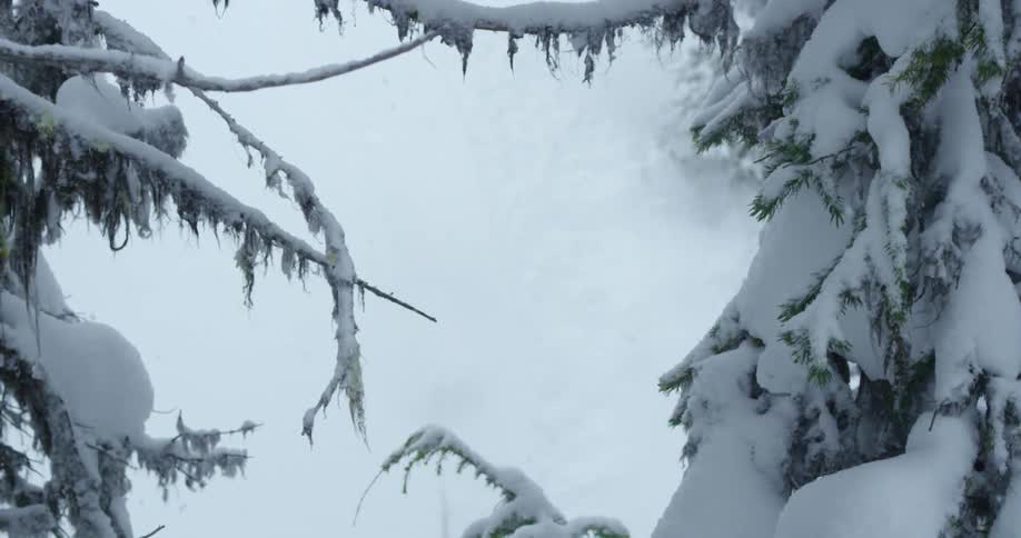 A person with a backpack skiing down a snowy slope with trees in the foreground