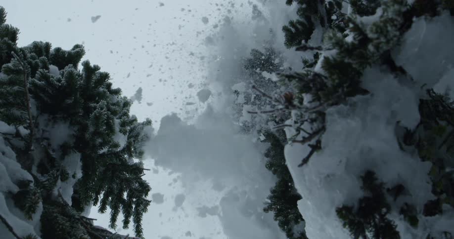 A skier knocks snow off the top of a tree while jumping down