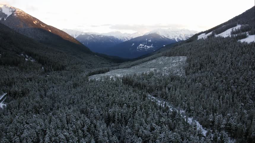 Aerial view of a logged area in the mountains
